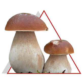 Champignons