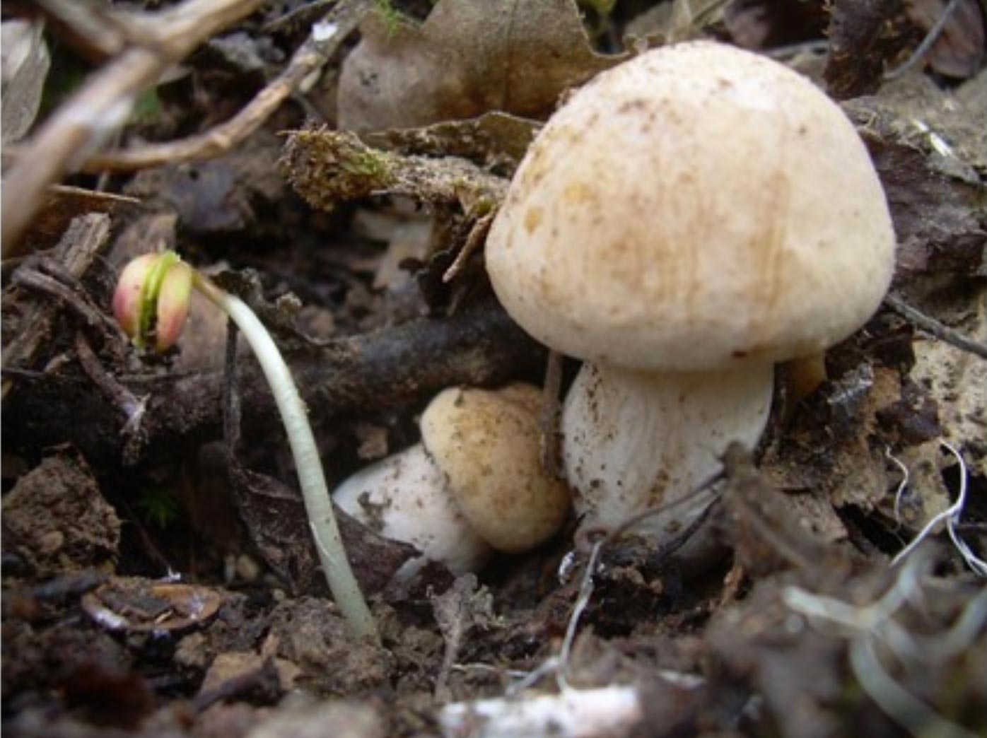 Savoir récolter les champignons