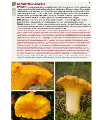 Guide des champignons en Italie par Oppicelli N. (1)